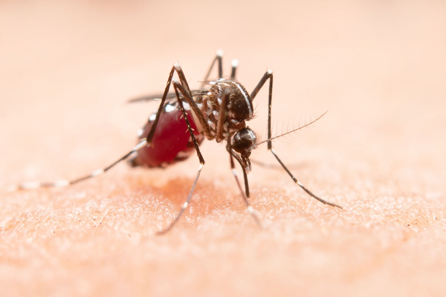 Limeira confirma primeira morte por dengue em 2025 e reforça alerta à população