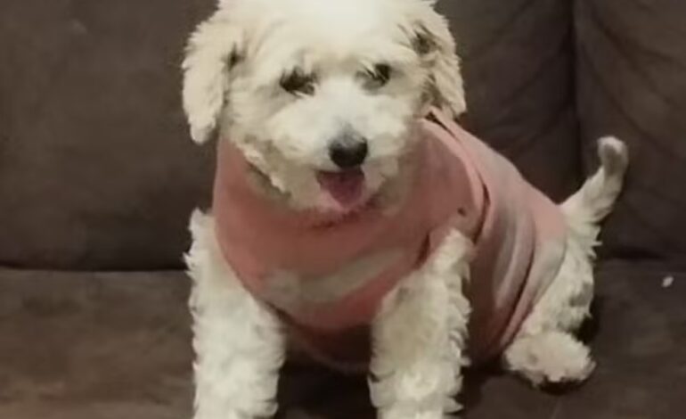 Crueldade animal: Cachorra é encontrada por tutores decapitada em quintal da casa da família