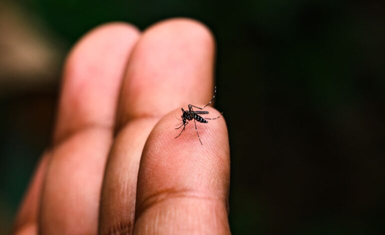 Belinha Ometto e Boa Esperança recebem mutirão da dengue neste sábado