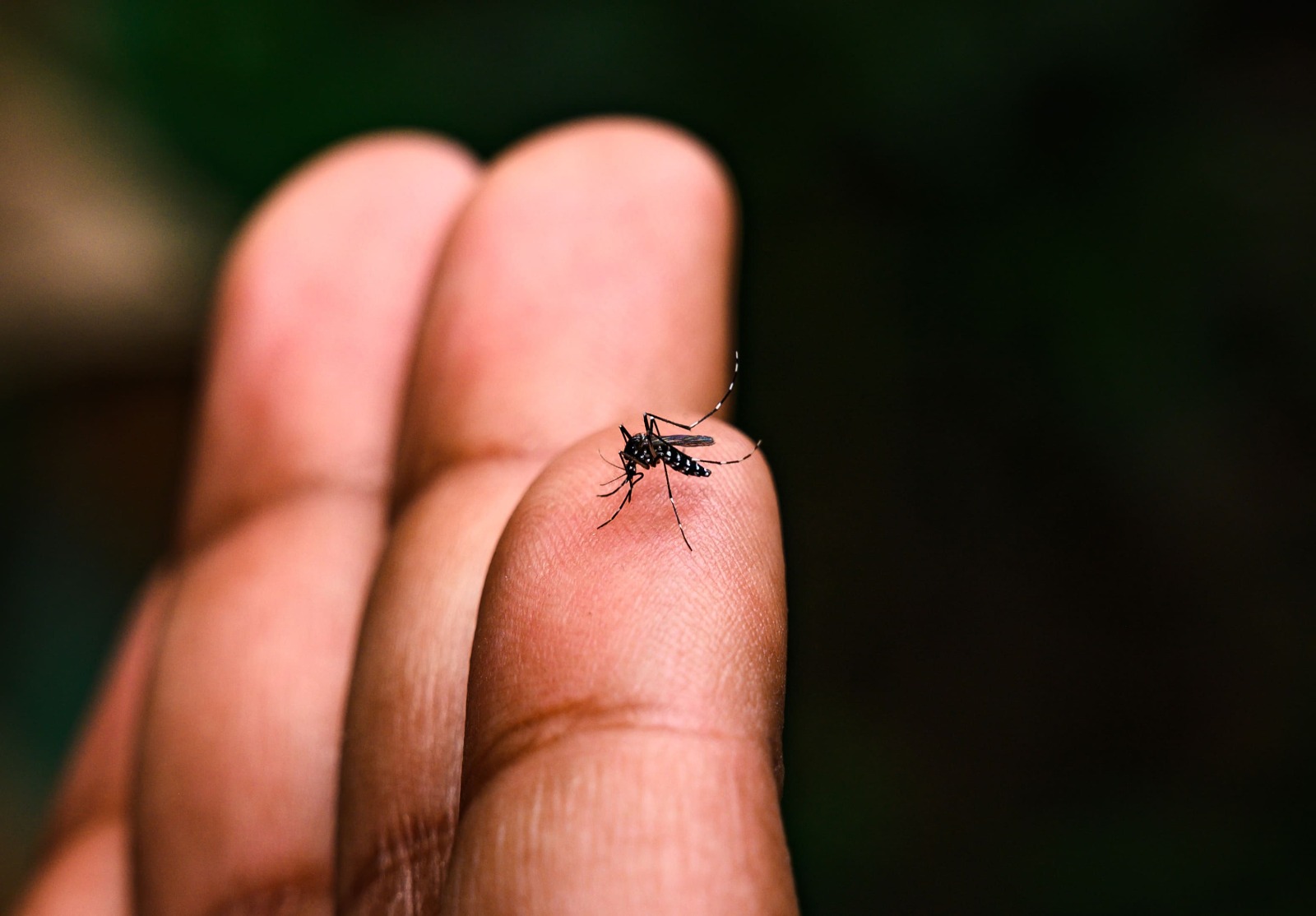 Belinha Ometto e Boa Esperança recebem mutirão da dengue neste sábado