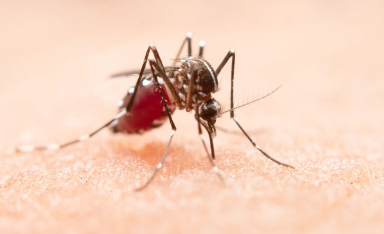 Limeira confirma três novas mortes por dengue e reforça importância da prevenção