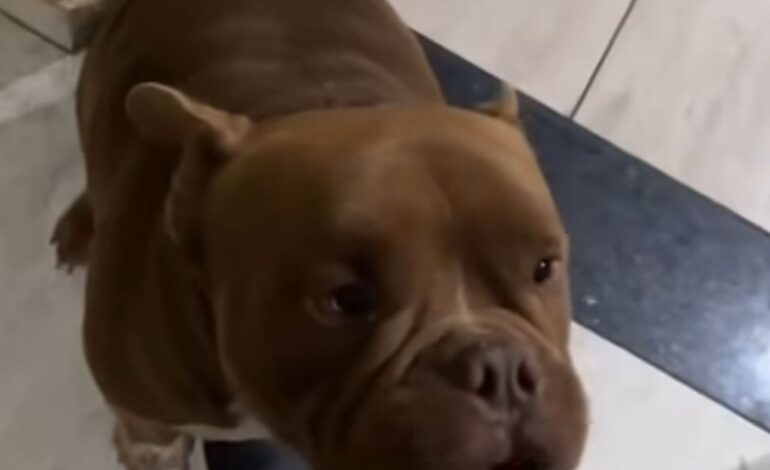 Homem mata o próprio cachorro em Iracemápolis; animal teria avançado após discussão em casa