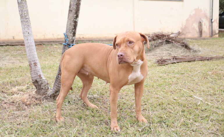 Parque Cidade terá evento de adoção de animais neste sábado (31)