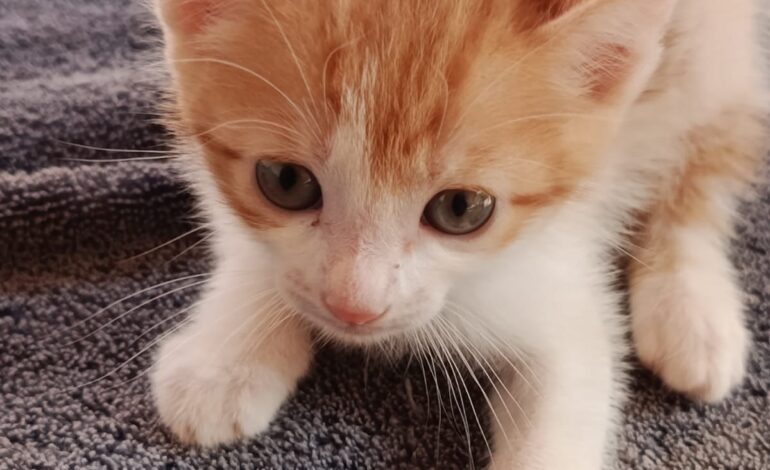 Feira de Adoção Pet acontece neste domingo (11) em Cordeirópolis