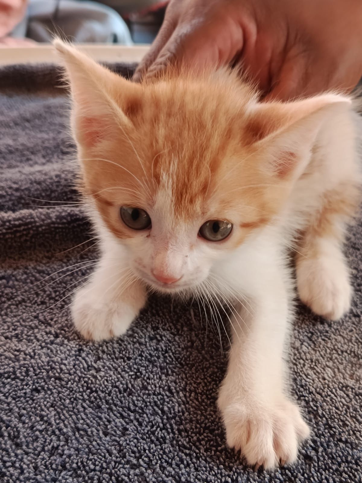 Feira de Adoção Pet acontece neste domingo (11) em Cordeirópolis