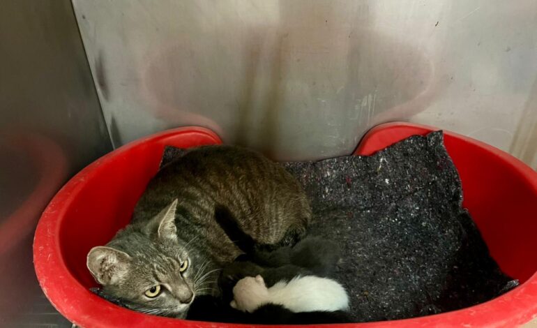 Secretaria de Proteção Animal resgata gata com filhotes em Limeira