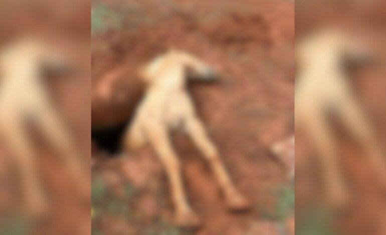 Cavalo morre após cair em sepultura no Cemitério Parque, em Limeira