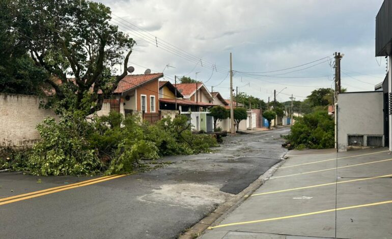 Chuva e ventos fortes derrubam árvore de grande porte no Jardim Nova Europa em Limeira