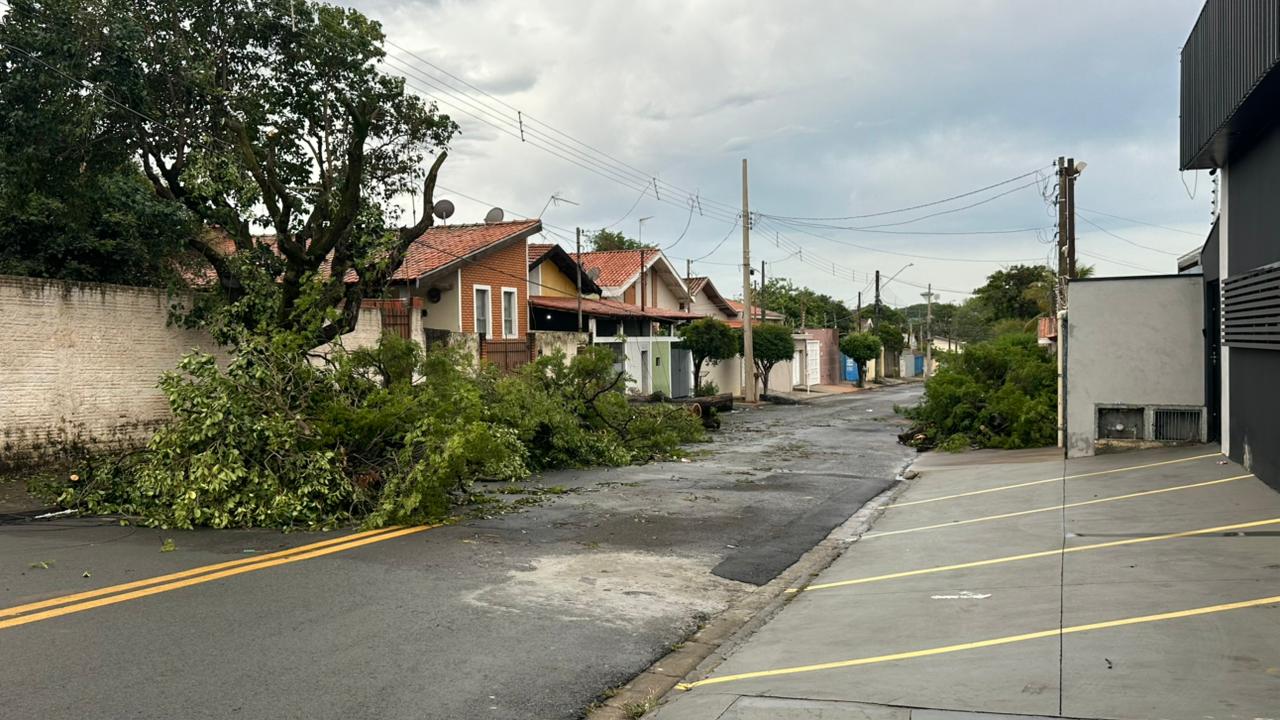 Chuva e ventos fortes derrubam árvore de grande porte no Jardim Nova Europa em Limeira