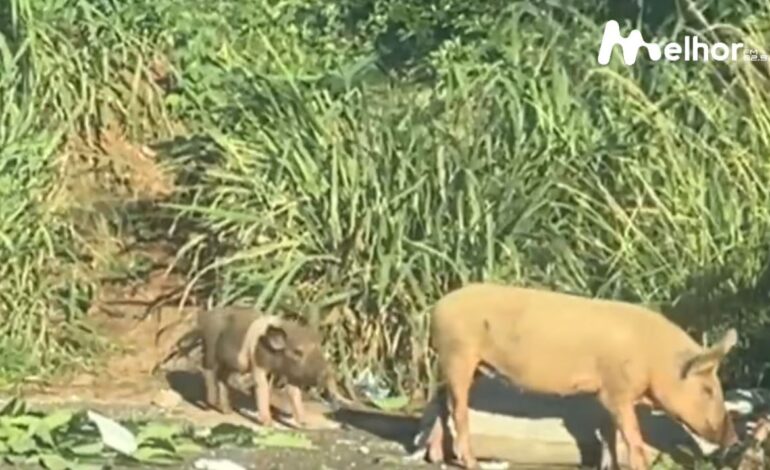 Momento fofo no Jardim Primavera chama atenção de moradores de Limeira