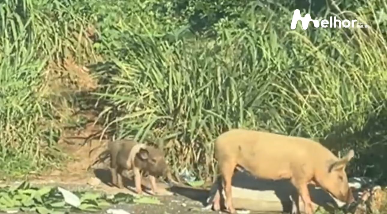 Momento fofo no Jardim Primavera chama atenção de moradores de Limeira