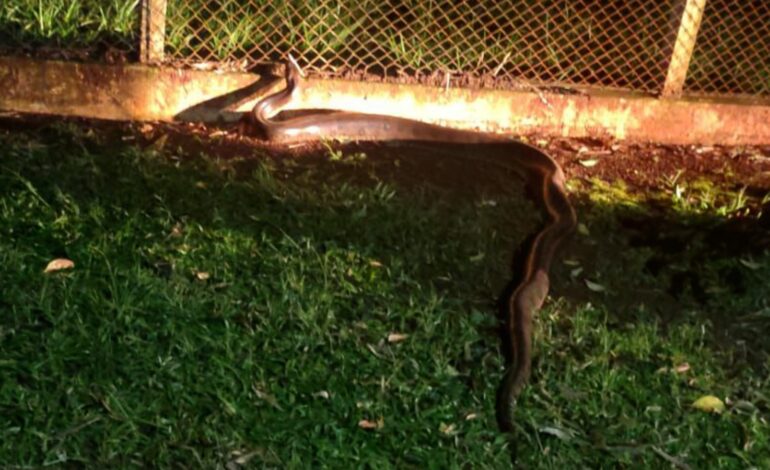 Sucuri gigante tenta chegar à represa e retorna para área de mata em Cordeirópolis