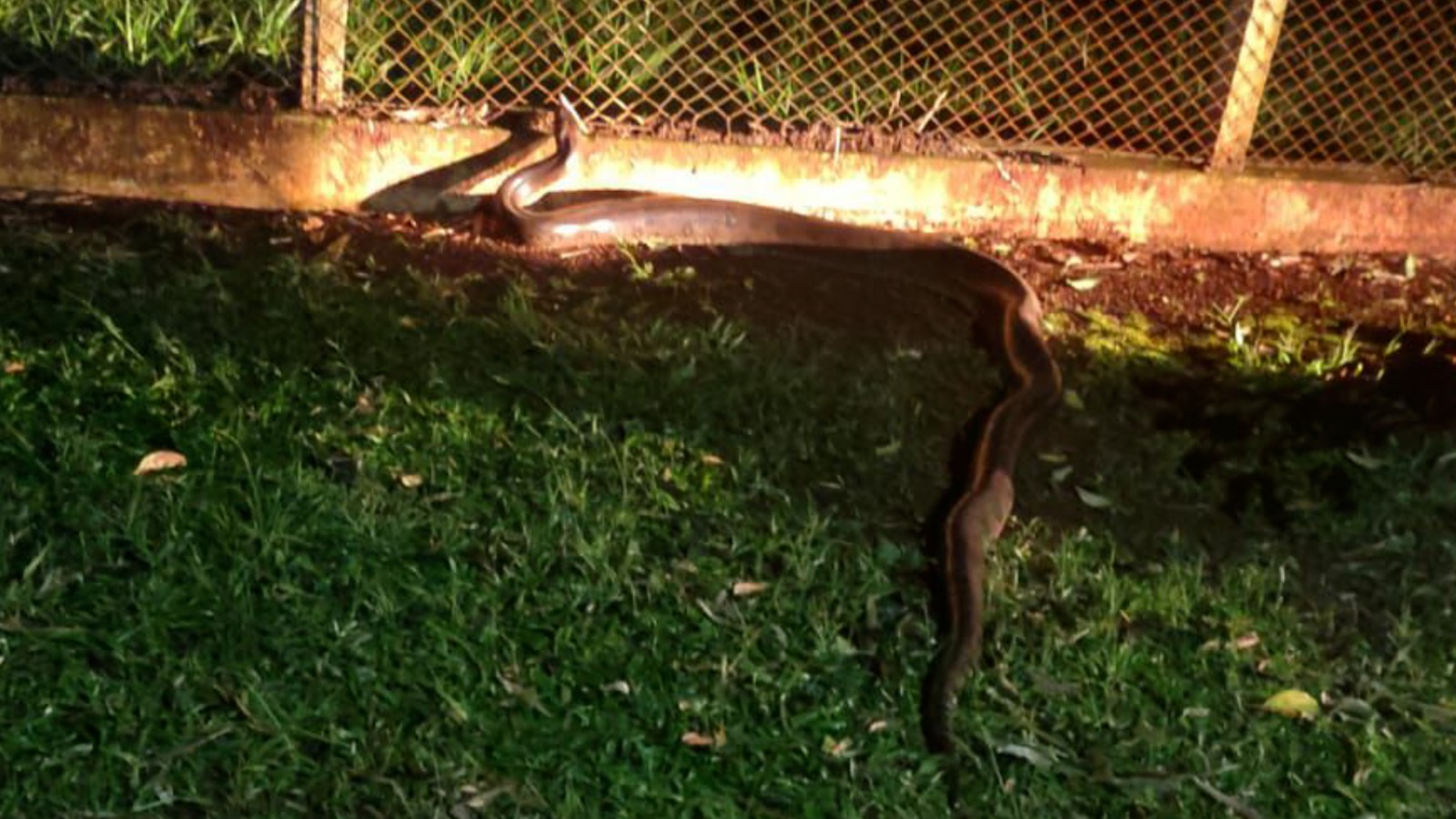 Sucuri gigante tenta chegar à represa e retorna para área de mata em Cordeirópolis