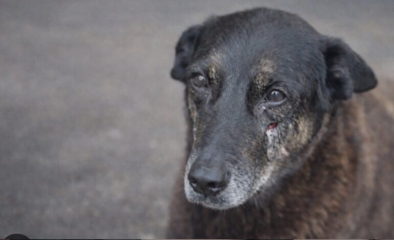 Caso Orelha mobiliza protestos pelo país e reforça pedido por punição a maus-tratos