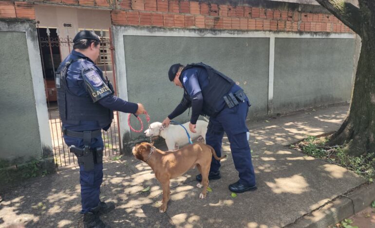 Canil da GCM age rápido e evita possível incidente com cães soltos perto da APAE em Limeira