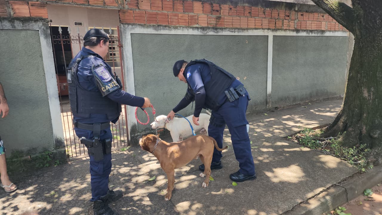 Canil da GCM age rápido e evita possível incidente com cães soltos perto da APAE em Limeira