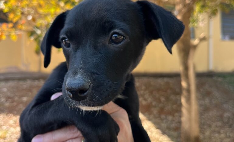 População pode adotar animais no Limeira Shopping, neste sábado (19)