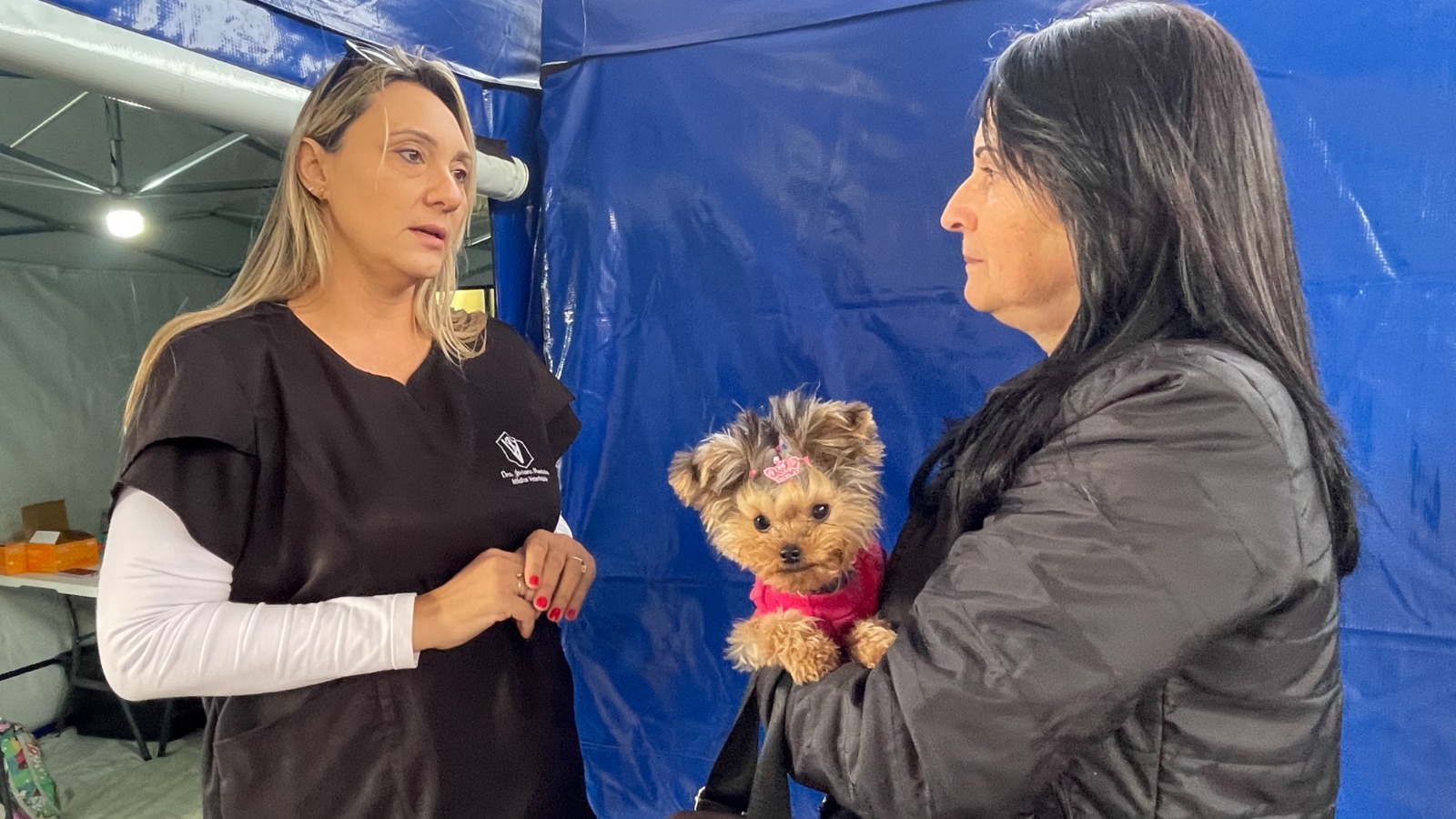 Prefeitura castra 247 cães e gatos neste fim de semana