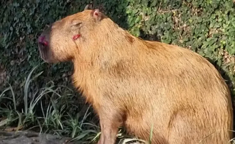 Agressores de capivara tem prisão convertida em preventiva, no Rio