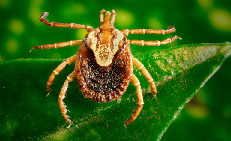 Saiba como se proteger da febre maculosa, doença transmitida pelo carrapato-estrela
