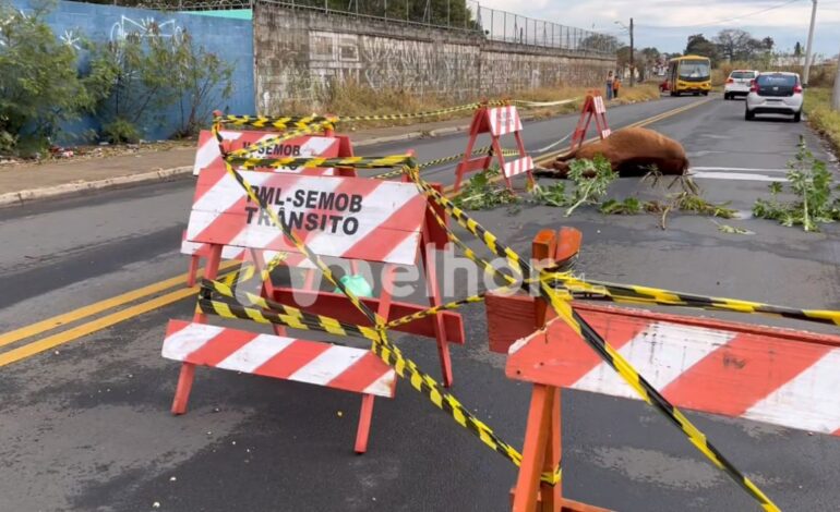 Cinco horas após acidente, cavalo atropelado permanece no local, no Jardim Aeroporto
