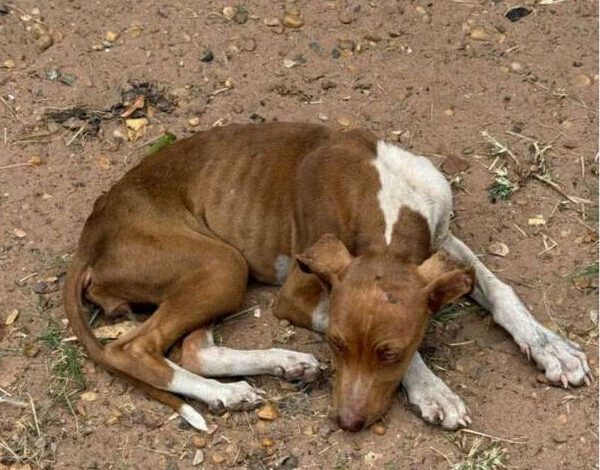 Desnutridos, mais de 50 animais são resgatados de maus-tratos em sítio de Pirassununga