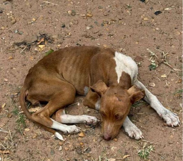 Desnutridos, mais de 50 animais são resgatados de maus-tratos em sítio de Pirassununga