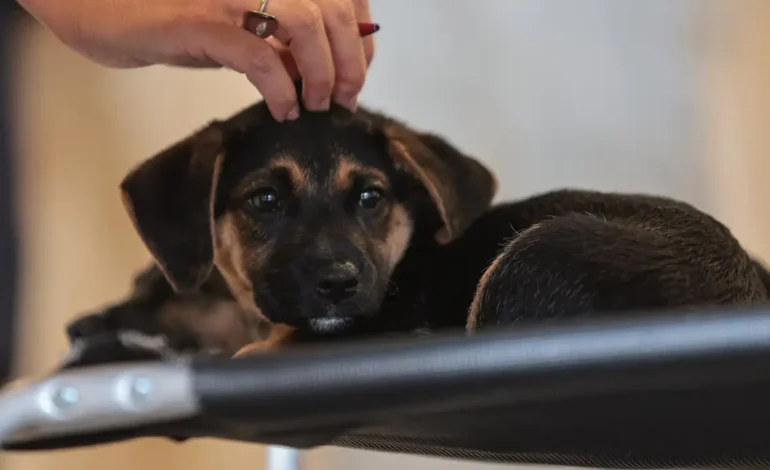 Lei define guarda compartilhada de pets