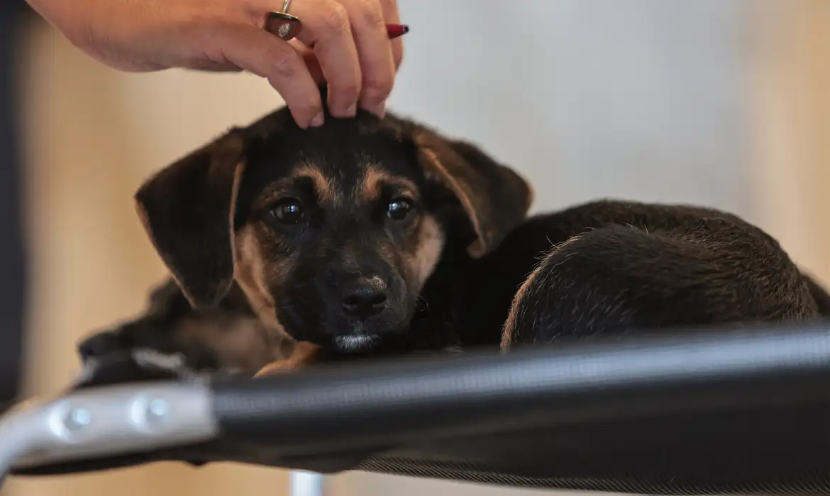 Lei define guarda compartilhada de pets